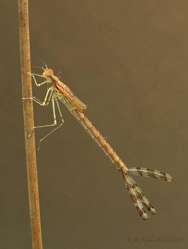 Lestes vigilax, nymph